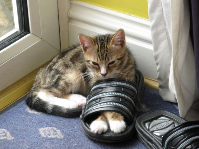 跨界风云，76人单节狂飙击溃新疆队，德罗赞F1揭幕战上演速度与激情