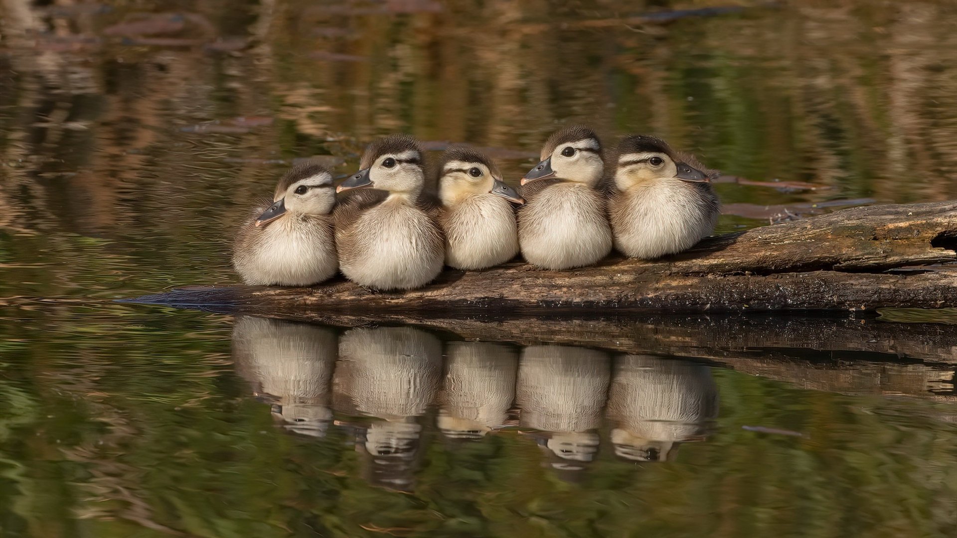 刺客无需嘶吼，霍勒迪的沉默利刃与独行侠的争冠拼图