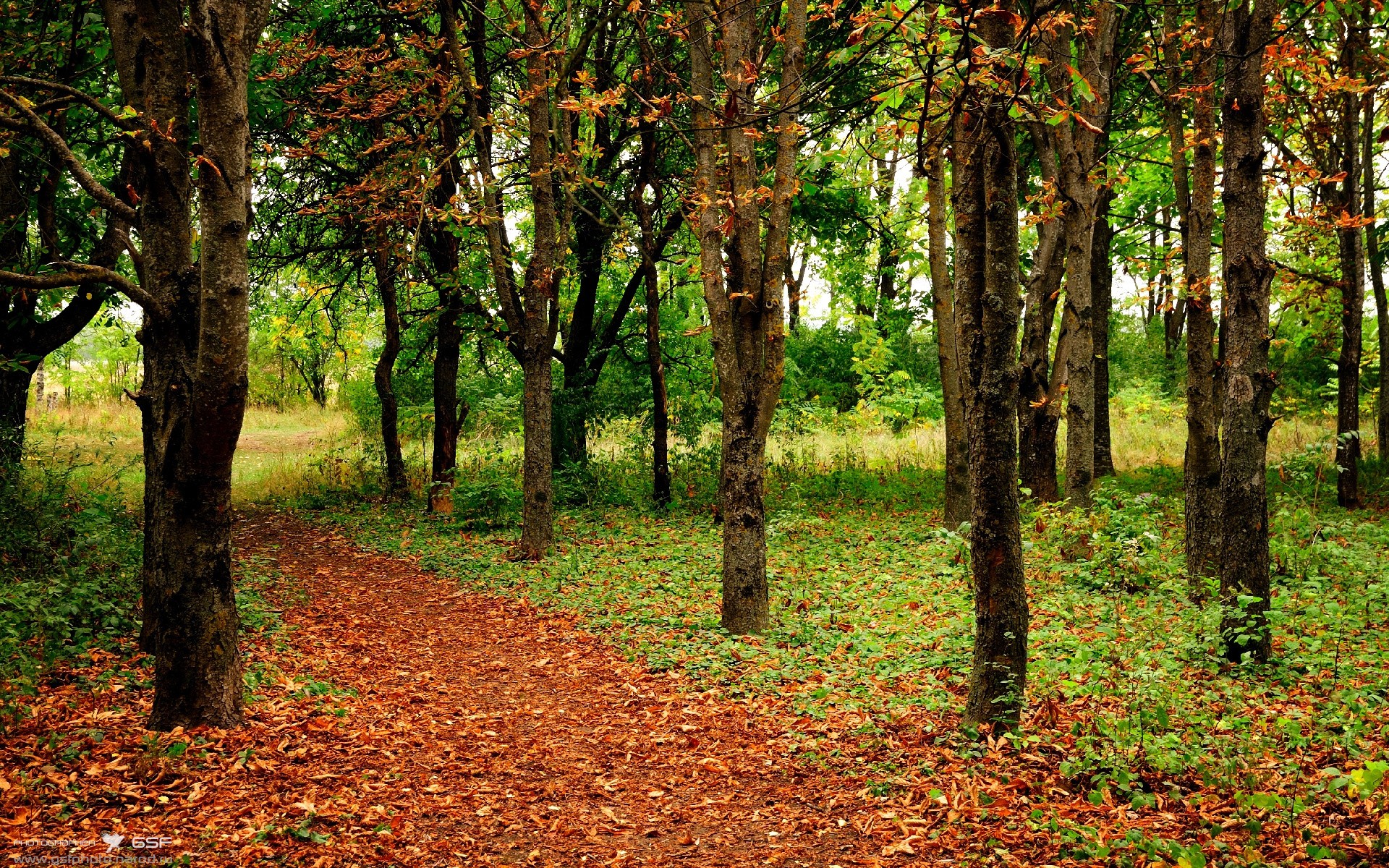 伦纳德节奏掌控致胜，步行者关键战突围太阳