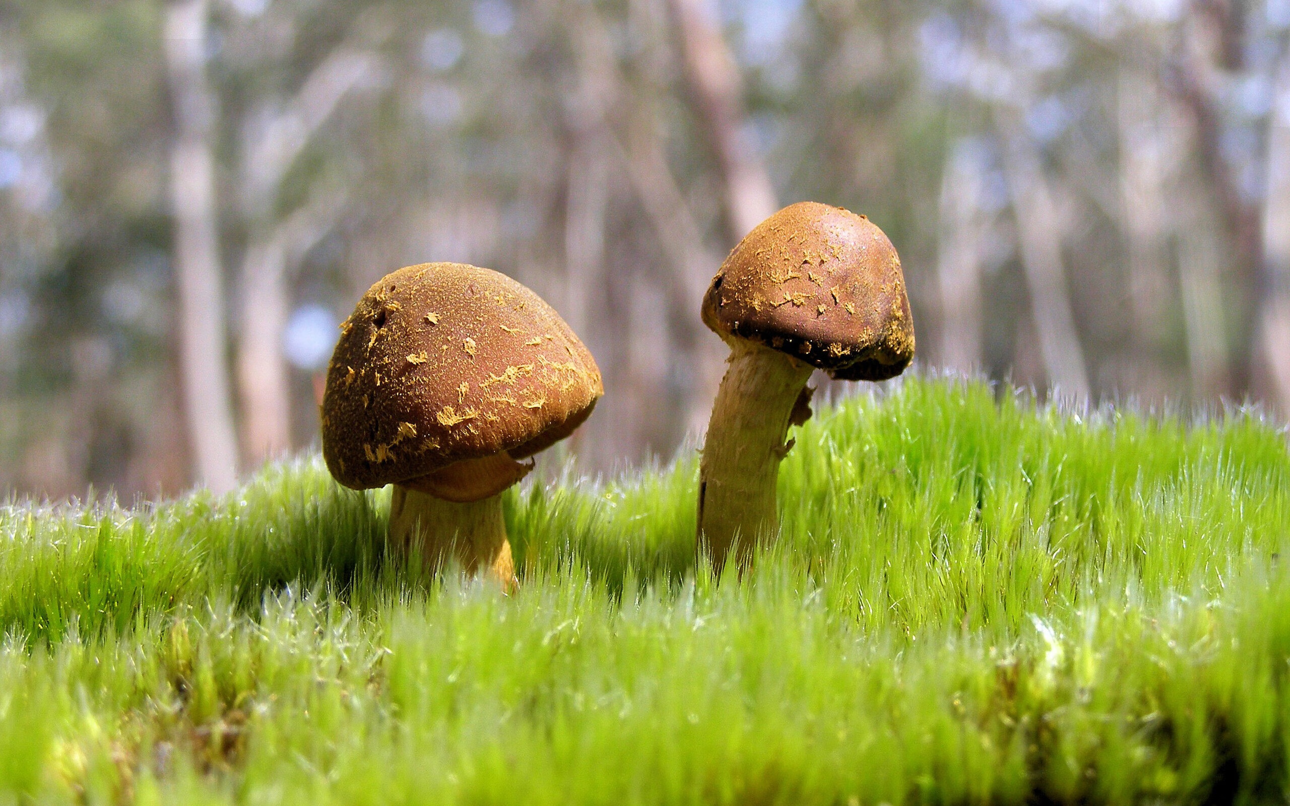 改写历史的惊天一瞬，C罗致命一击击沉贝蒂斯，巴黎从悬崖边归来