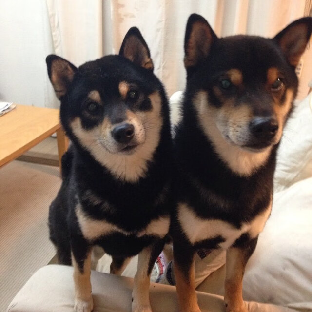 里昂制霸安哥拉,卡拉斯科在NBA总决赛接管比赛,一场跨越大西洋的体育狂想曲