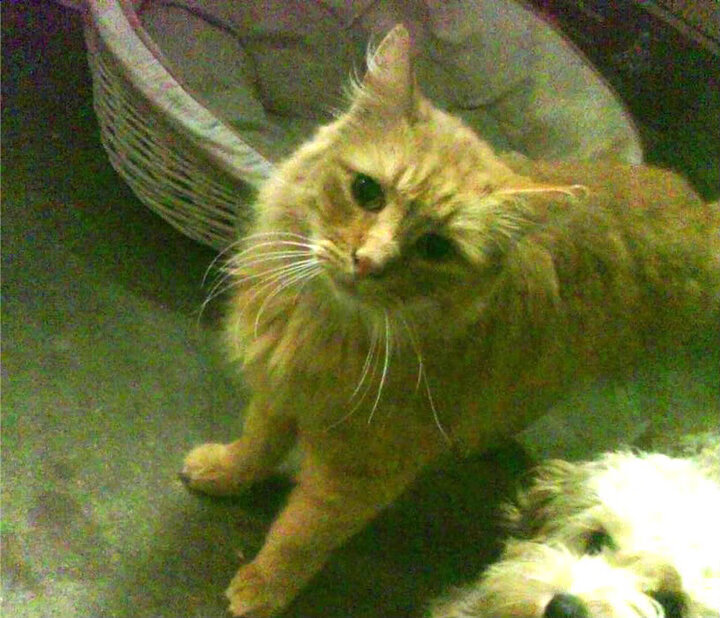 绿茵场的双重奏,C罗的永恒引擎与塞维利亚的战术铁幕