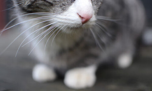 绿翼奇迹，阿什拉夫生涯之夜强行终结沙漠之鹰