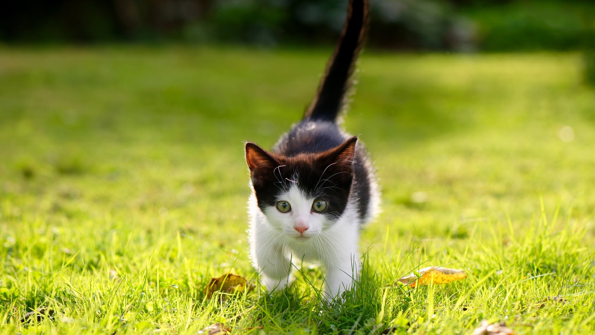 乔治独舞,黄蜂主场溃败,悬念尽失的征服之役