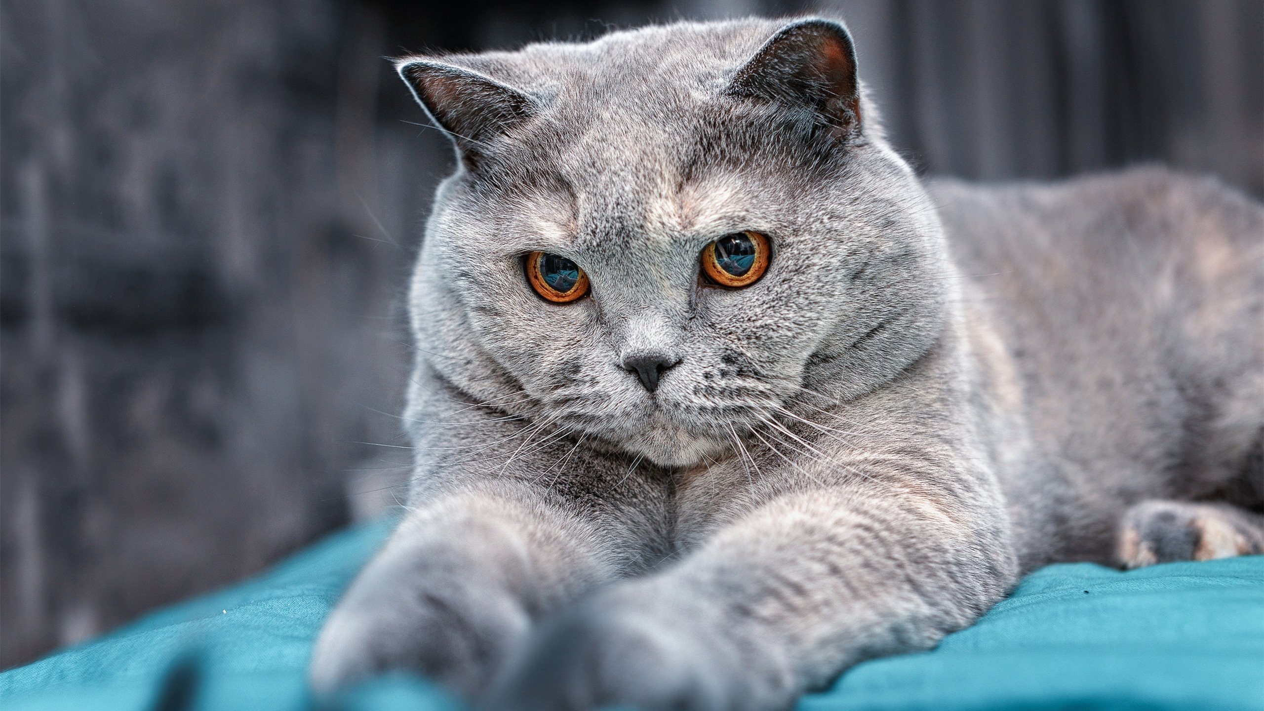 双日当空，锡安一球定乾坤，新生力量颠覆王权之战