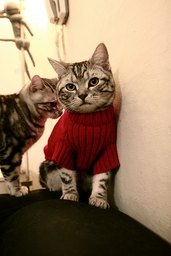 篮球战术纵横，猛龙压制北京，约基奇主宰西甲德比