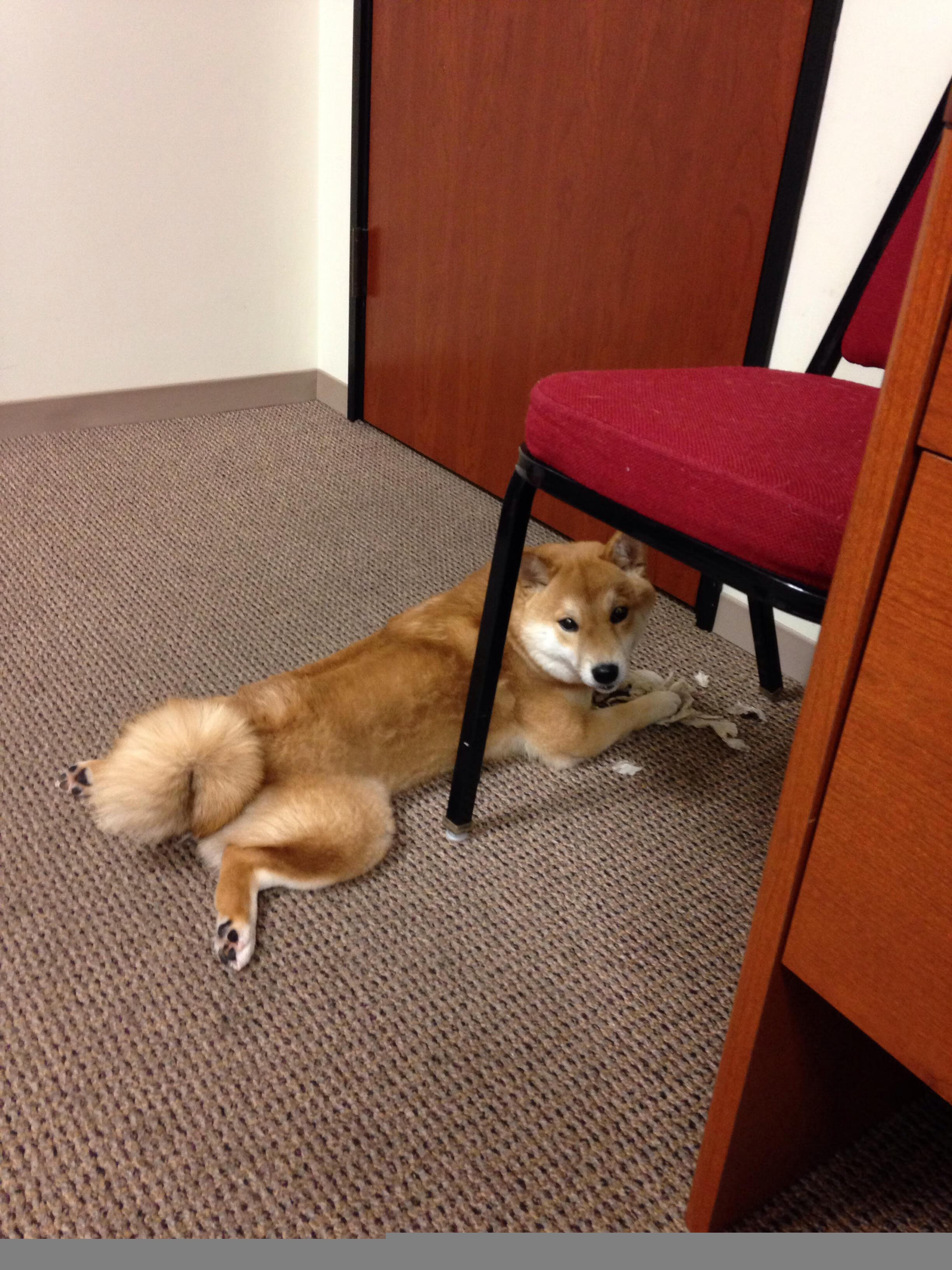 马丁内利双响引爆全场，德国战车3-0轻取多特蒙德