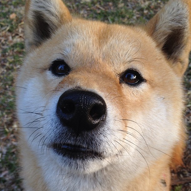 字母哥主宰赛场，尼克斯坚韧破敌