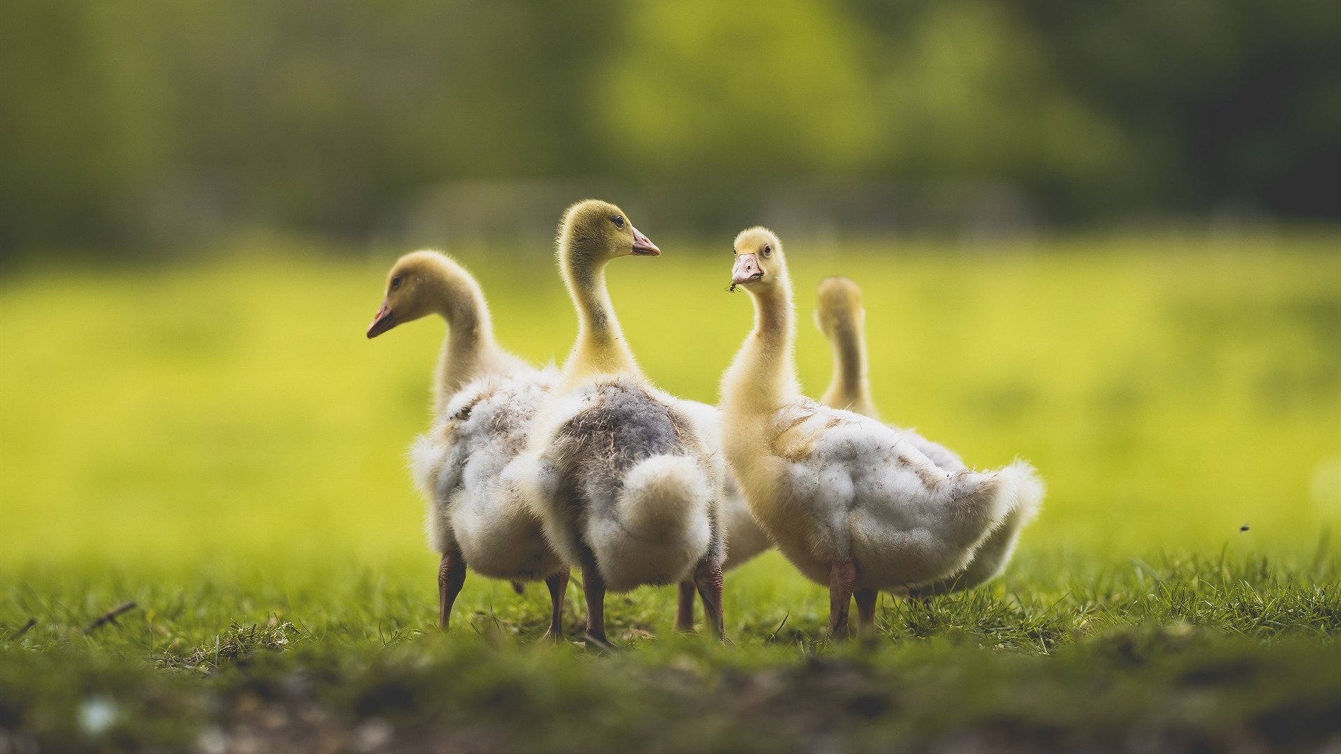 加纳绝杀卡塔尓,京多安惊艳四座,足球场上的激情与荣耀